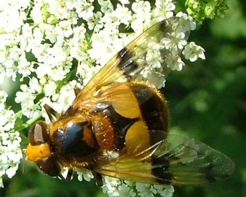 Volucella inflata