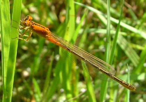 Réf. 2 612 : Ischnura pumilio