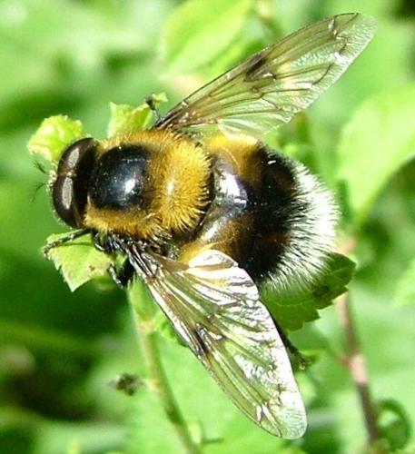 Volucella bombylans