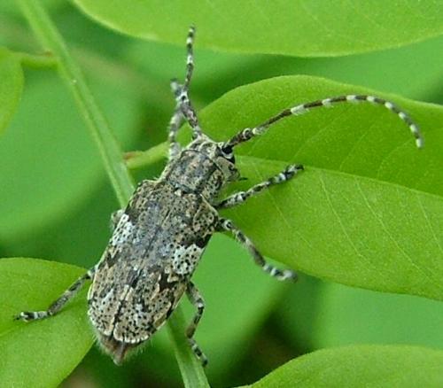 Mesosa nebulosa