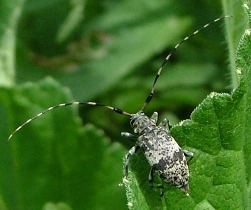 Leiopus sp.