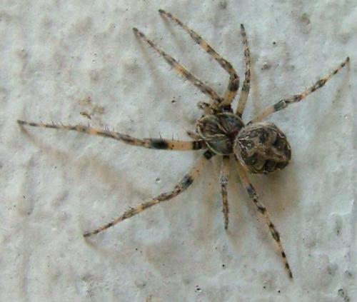 Réf. 2 988 : Larinioides sclopetarius