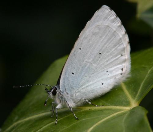 Réf. 2 779 : Celastrina argiolus