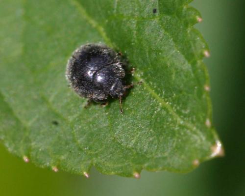 Rhyzobius forestieri