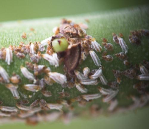 Réf. 2 933 : Unaspis euonymi