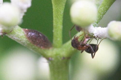 Eulecanium sp.