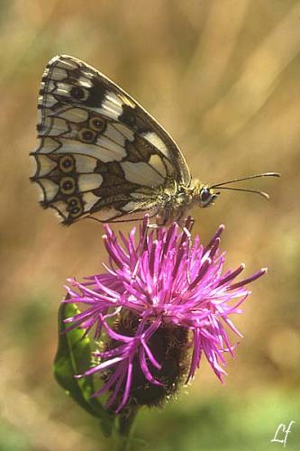 Melanargia galathea