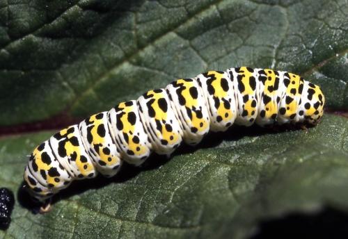 Cucullia verbasci