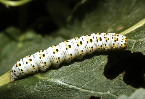 Cucullia verbasci