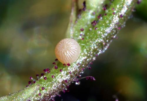 Réf. 2 470 : Cucullia scrophulariae