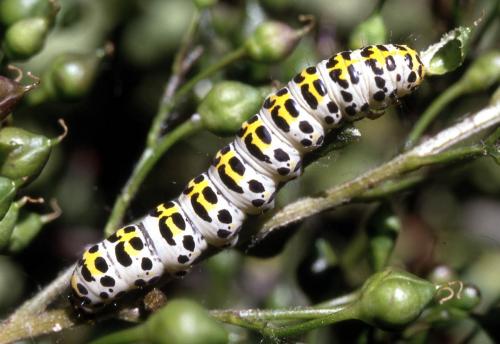 Cucullia scrophulariae