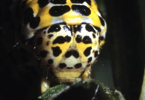 Réf. 2 994 : Cucullia tanaceti