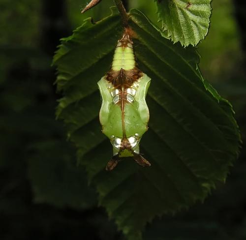 Limenitis camilla