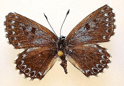Scolitantides orion