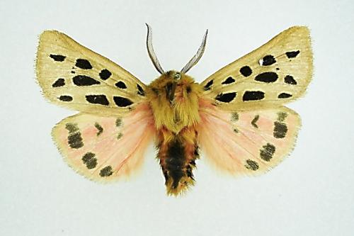Réf. 2 002 : Chelis maculosa