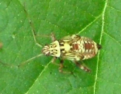 Rhabdomiris striatellus