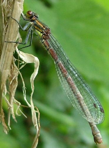 Pyrrhosoma nymphula
