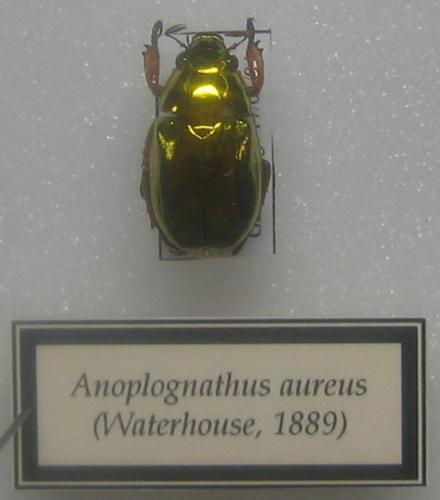 Anoplognathus aureus