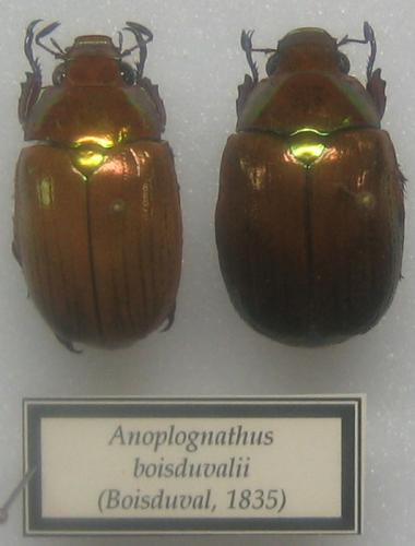Anoplognathus boisduvalii