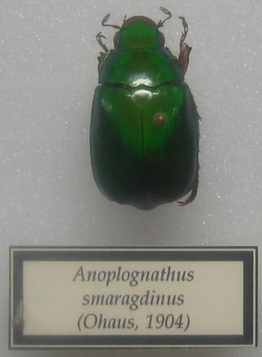 Réf. 2 027 : Anoplognathus smaragdinus