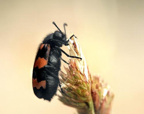 Réf. 2 731 : Mylabris variabilis