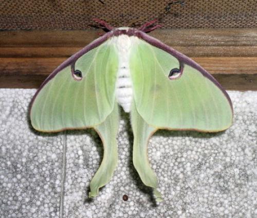 Réf. 2 605 : Actias luna