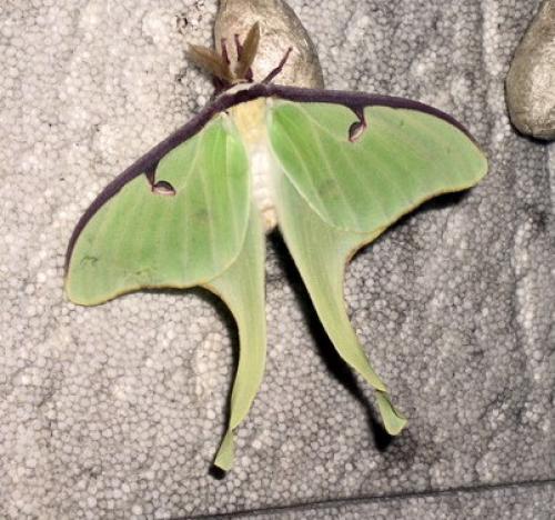 Réf. 2 606 : Actias luna