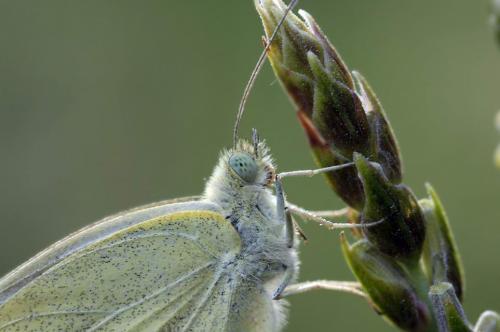 Réf. 2 732 : Pieris sp.