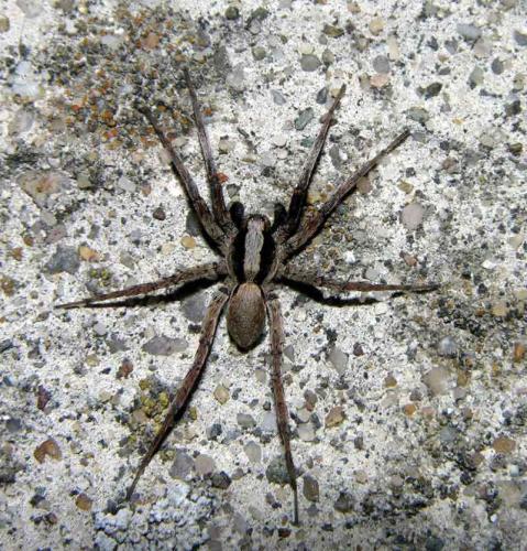Xerolycosa nemoralis