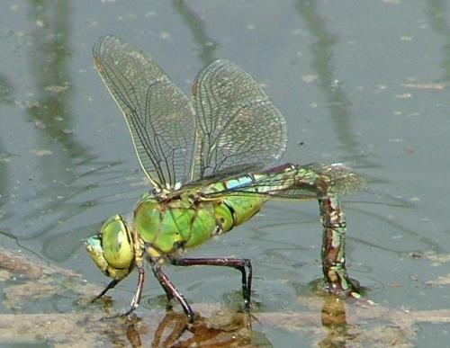 Réf. 2 512 : Anax imperator