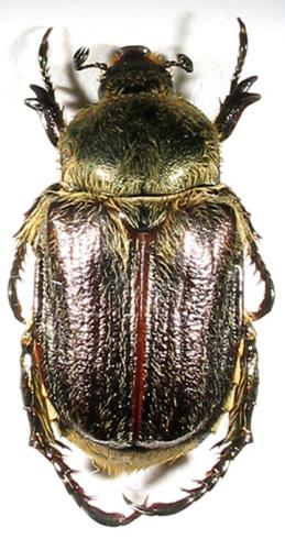 Réf. 2 964 : Anisoplia sp.
