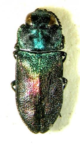 Réf. 2 837 : Anthaxia semicuprea