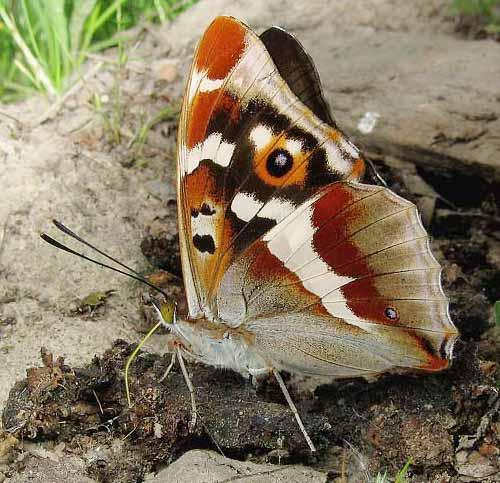 Apatura iris