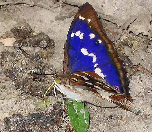 Apatura iris