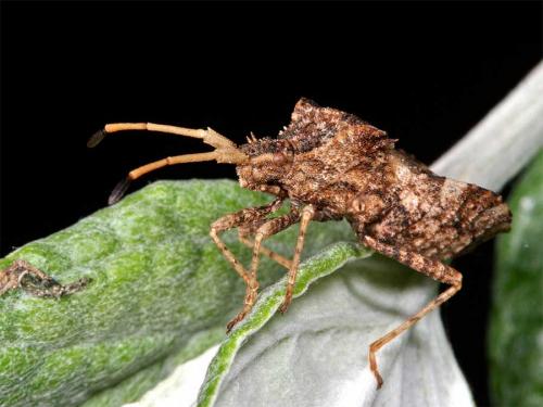Centrocoris variegatus