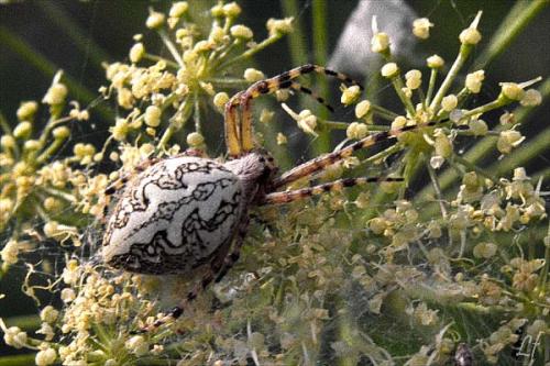Réf. 2 014 : Aculepeira ceropegia