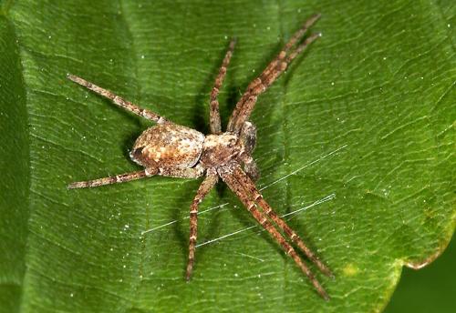 Réf. 2 286 : Philodromus sp.