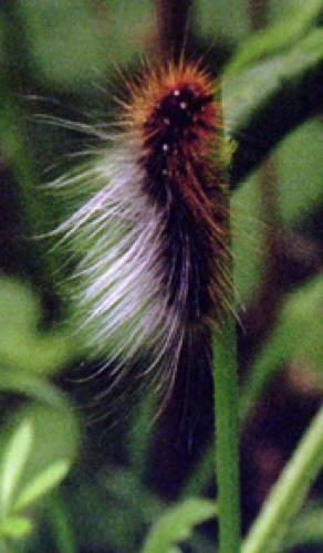 Arctia caja