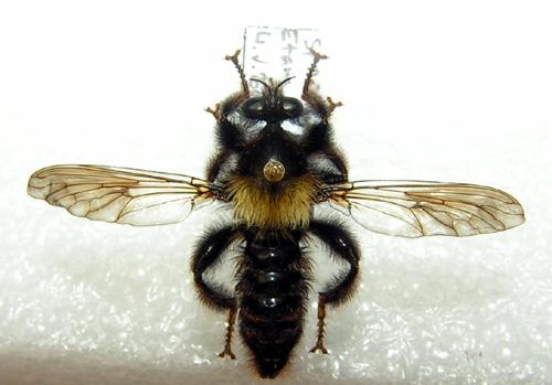 Réf. 2 046 : Laphria ephippium