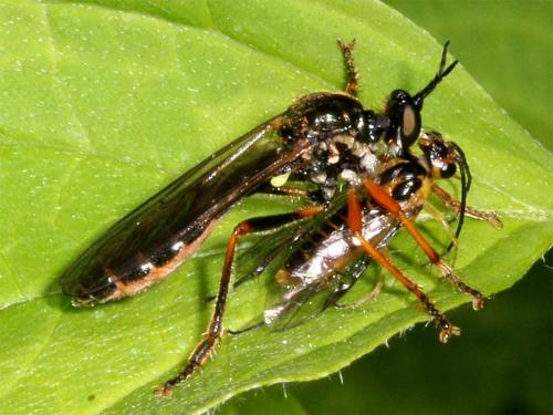 Dioctria sp.