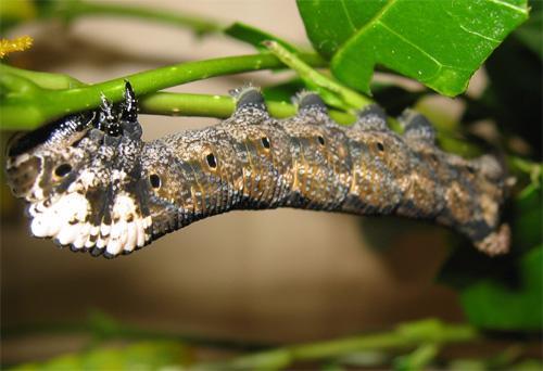 Acherontia atropos