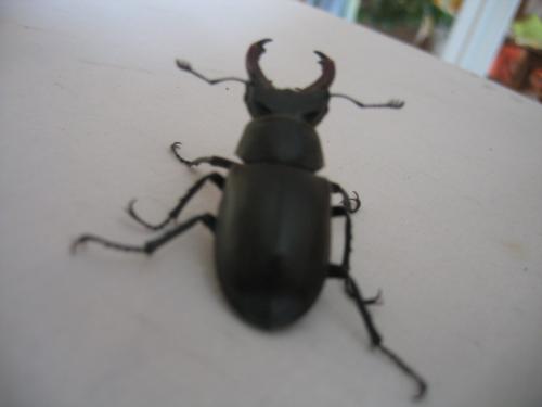 Lucanus cervus