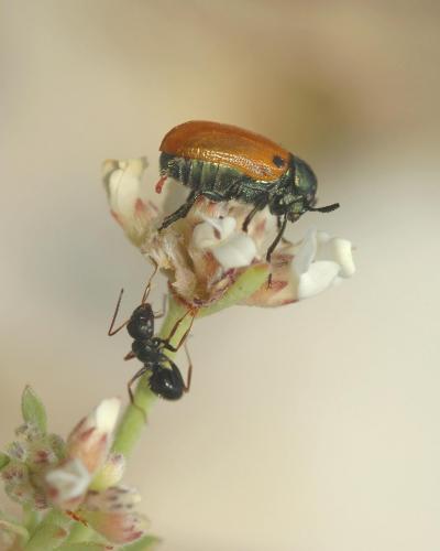 Clytra sp.