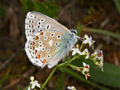 Réf. 2 180 : Polyommatus bellargus