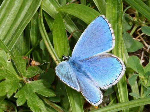 Réf. 2 179 : Polyommatus bellargus