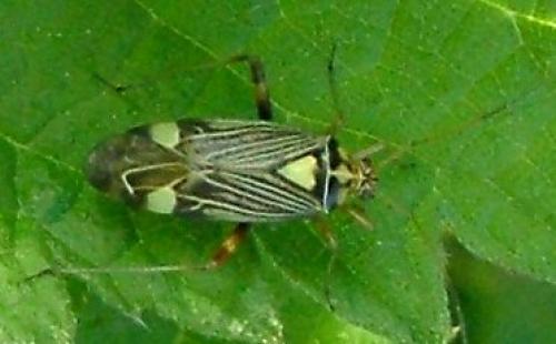 Rhabdomiris striatellus