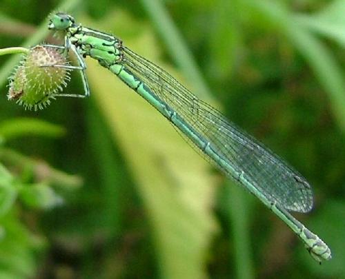 Coenagrion sp.