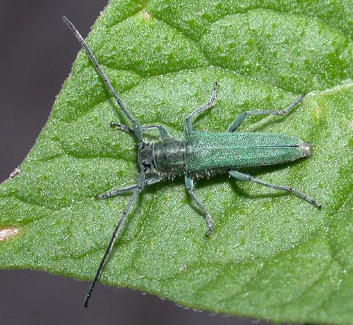 Réf. 2 585 : Opsilia coerulescens