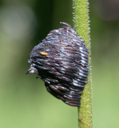 Réf. 2 737 : Atylotus sp.