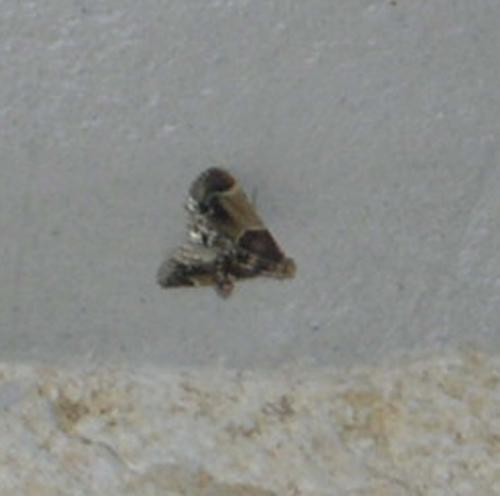 Pyralis farinalis